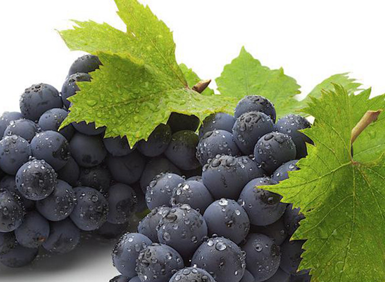 葡萄籽提取物
